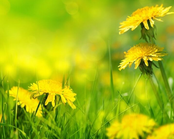 dandelion flowers for the treatment of osteoarthritis of the knee